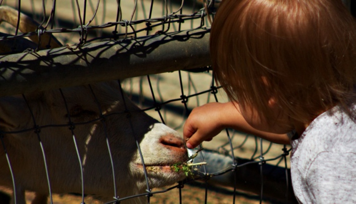 Life’s not always babies feeding animals!