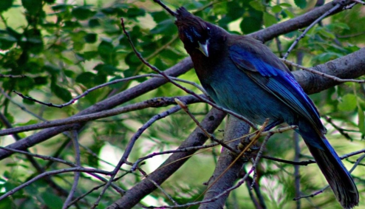 Free Bird!